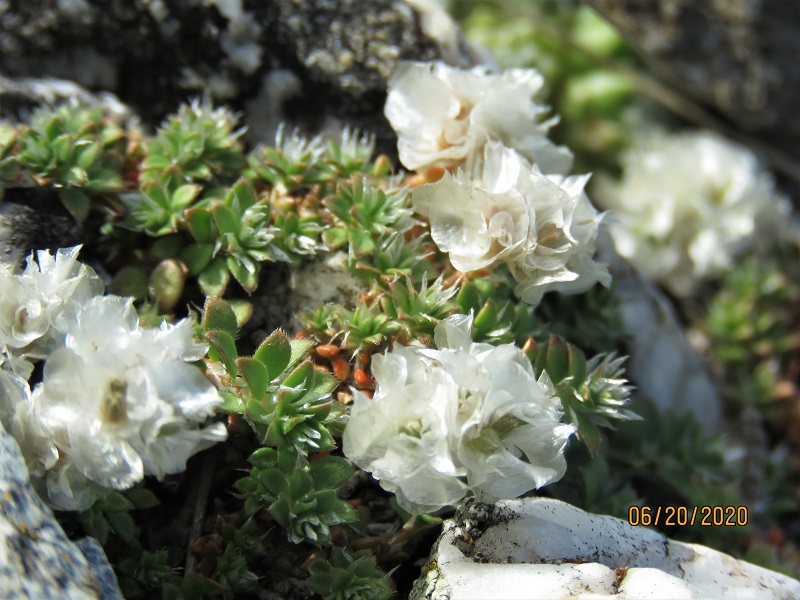 Paronichia sp. ?  S,  Paronychia kapela (Caryophyllaceae)